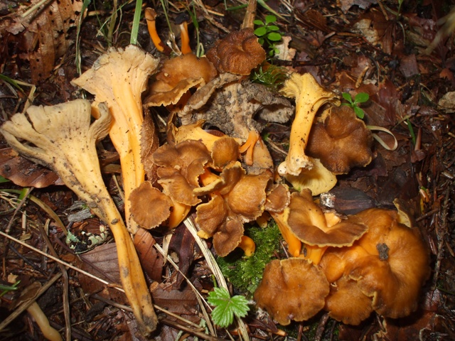 chanterelles jaunissantes chanterelles jaunissantes